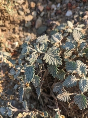 Scutellaria orientalis orientalis