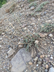 Leontodon biscutellifolius