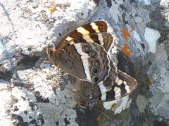 Aeropetes tulbaghia