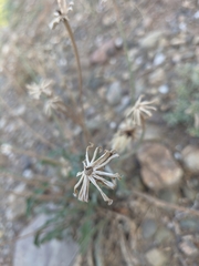 Leontodon biscutellifolius