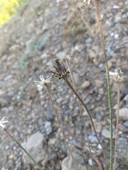Leontodon biscutellifolius
