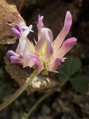 Trifolium wigginsii