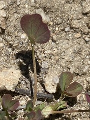 Trifolium wigginsii