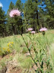 Cirsium wheeleri