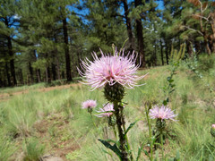 Cirsium wheeleri