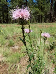 Cirsium wheeleri