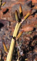Kleinia longiflora
