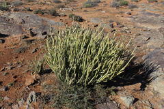 Kleinia longiflora