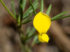 Acmispon wrightii