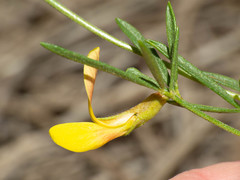 Acmispon wrightii