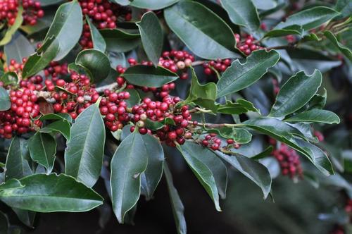 Cape Holly Ilex Mitis INaturalist