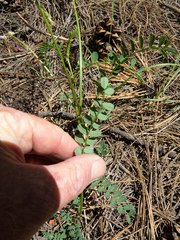 Astragalus rusbyi
