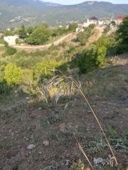 Bromus squarrosus