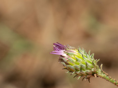 Dieteria asteroides asteroides