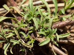 Dieteria asteroides asteroides