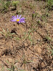 Dieteria asteroides asteroides
