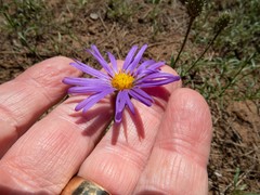 Dieteria asteroides asteroides