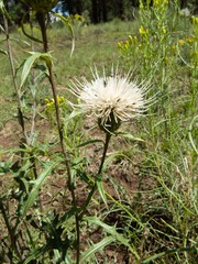 Cirsium wheeleri