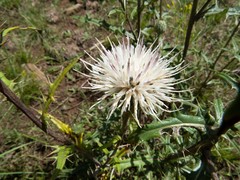 Cirsium wheeleri