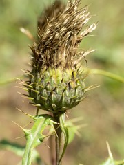 Cirsium wheeleri