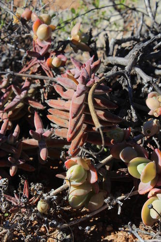 Crassula grisea