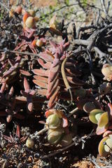 Crassula grisea