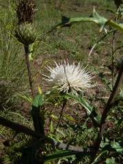 Cirsium wheeleri
