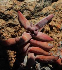 Crassula grisea