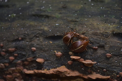 Ellipticus dorbignyi