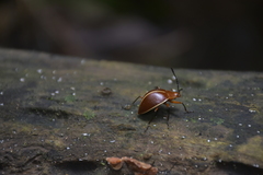 Ellipticus dorbignyi