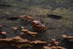 Ellipticus dorbignyi