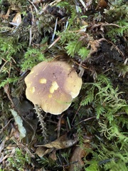 Cantharellus amethysteus