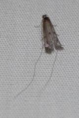 Adelidae