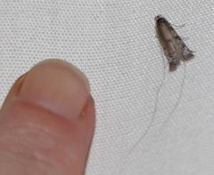 Adelidae