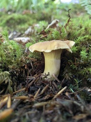 Cantharellus amethysteus