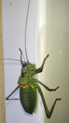 Lluciapomaresius anapaulae