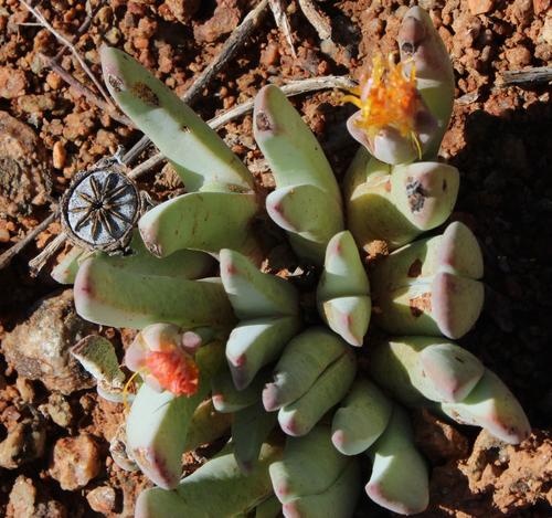 Cheiridopsis robusta
