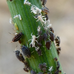 Cavariella aegopodii