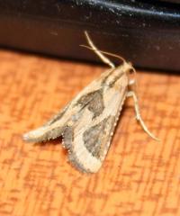 Lorymodes digonialis