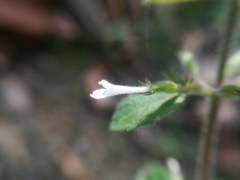 Hedeoma costata