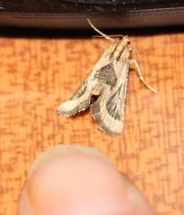 Lorymodes digonialis