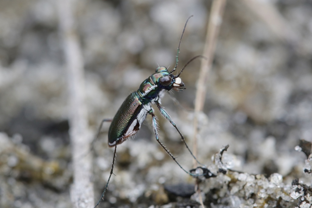 Miami Tiger Beetle