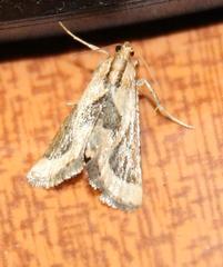 Lorymodes digonialis