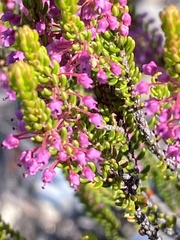 Erica curtophylla