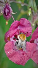 Bombus pascuorum