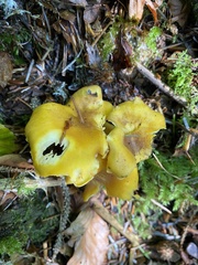Cantharellus amethysteus