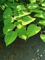 Reynoutria japonica