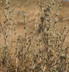 Camphorosma monspeliaca