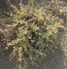Medicago cretacea