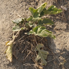 Crambe koktebelica